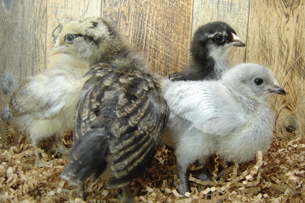 4 Pullet Chicks Week 2 - 3 Easter Egger & 1 Lavender Orpington